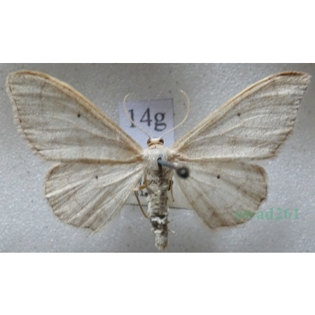 Idaea straminata (Borkhausen, 1794) Krocznik niezdobiak Czech14g